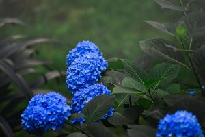 reasons and fixes for hydrangeas not blooming (1)
