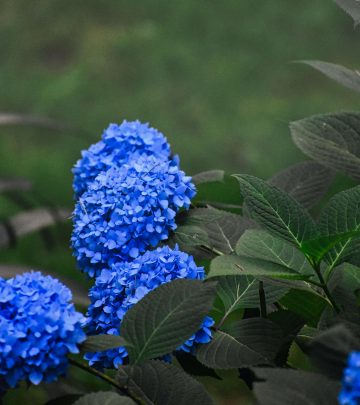 reasons and fixes for hydrangeas not blooming (1)