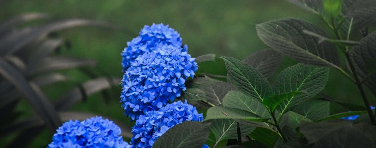 reasons and fixes for hydrangeas not blooming (1)