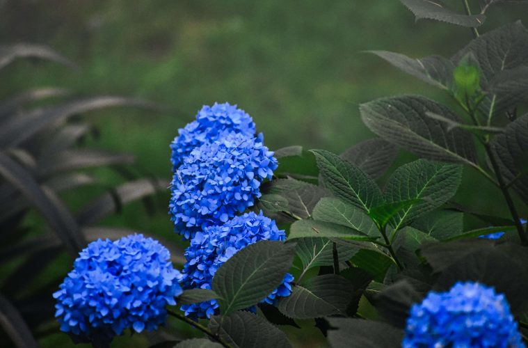 reasons and fixes for hydrangeas not blooming (1)