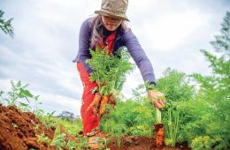 Cultivating sustainable communities through nutritious gardens