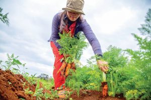 Cultivating sustainable communities through nutritious gardens