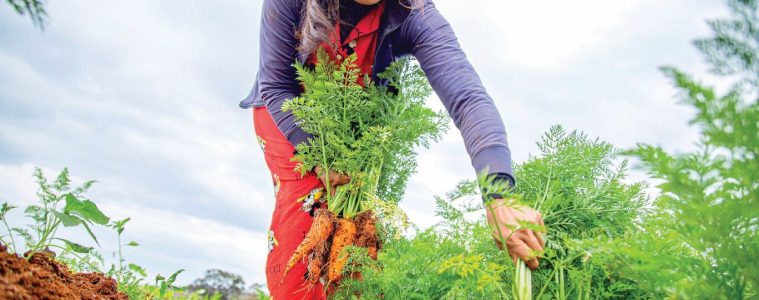 Cultivating sustainable communities through nutritious gardens