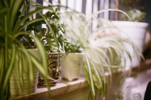 Spider Plant (Chlorophytum Comosum)