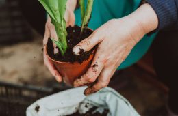 spring gardening for beginners (1)