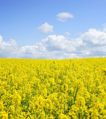 a field of wildflowers