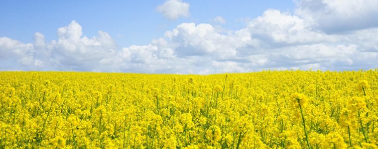 a field of wildflowers