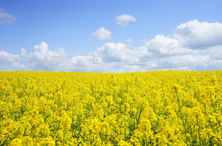 a field of wildflowers