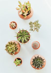 succulents