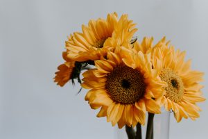 sunflowers