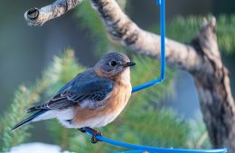 a bird on a bird feeder