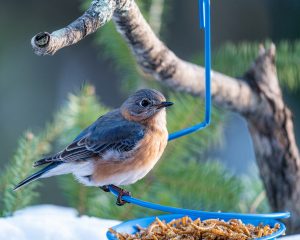 a bird on a bird feeder
