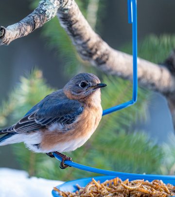 a bird on a bird feeder