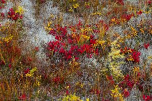 wild flower meadow (1)