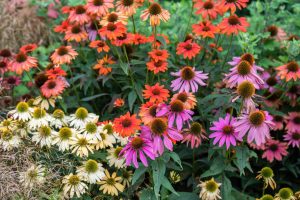 Perennial Paradise: 5 Perrenials to plant in your garden