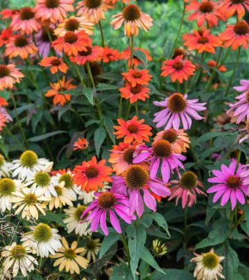 Perennial Paradise: 5 Perrenials to plant in your garden