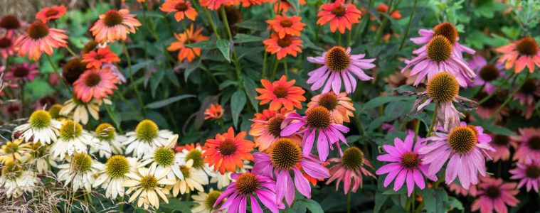 Perennial Paradise: 5 Perrenials to plant in your garden