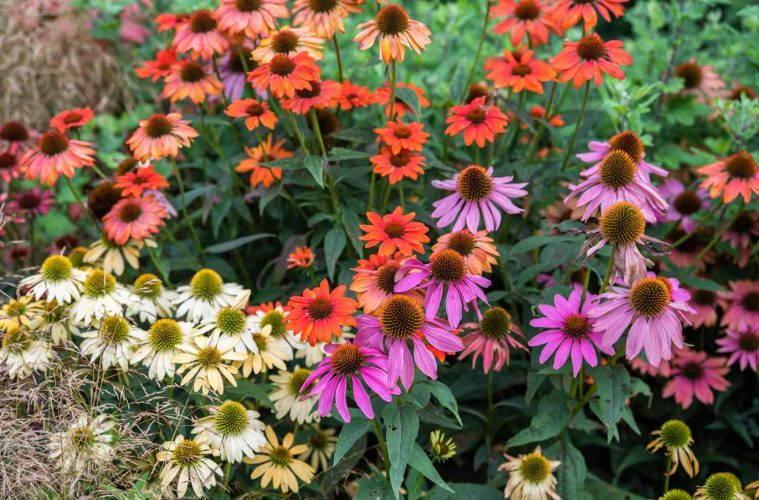 Perennial Paradise: 5 Perrenials to plant in your garden