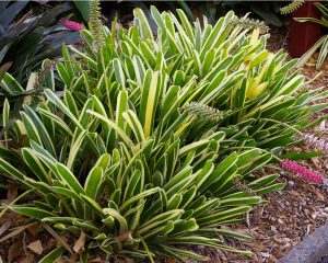 Aechmea-Gamosepala-Lucky-Stripe-8