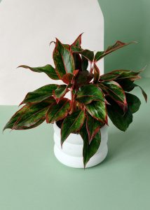 Aglaonema