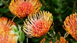 Banksia Protea