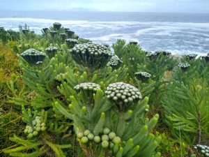 Berzelia_albiflora