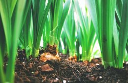 Bulbs to plant this spring (1)