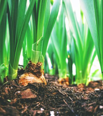 Bulbs to plant this spring (1)