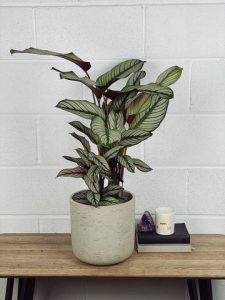 Calathea Majestic star