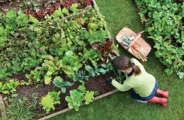 Companion planting