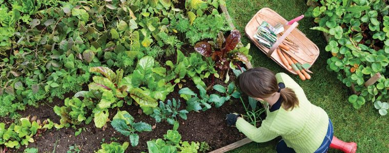 Companion planting