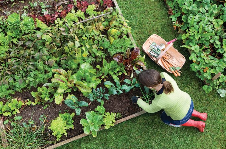 Companion planting