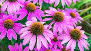 Perennials - Coneflowers