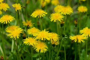 Dandelion - Unsplash