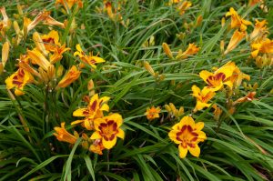 Perennials - Daylily