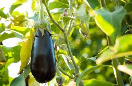 Eggplants (1)