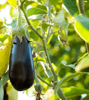 Eggplants (1)