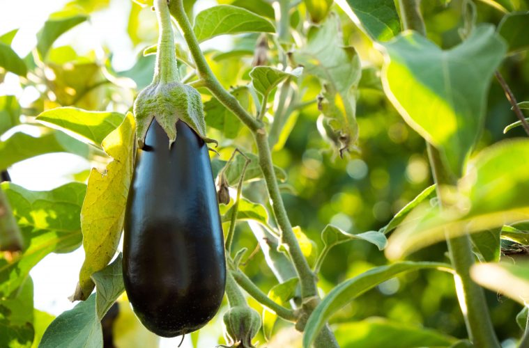 Eggplants (1)