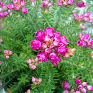 Erica Taxifolia