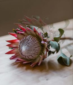 Flower of the month - Protea 2 (1)