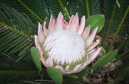 Flower of the month - Protea feature image (1)