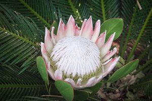 Flower of the month - Protea feature image (1)