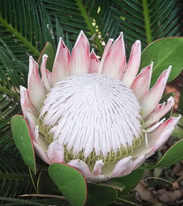 Flower of the month - Protea feature image (1)