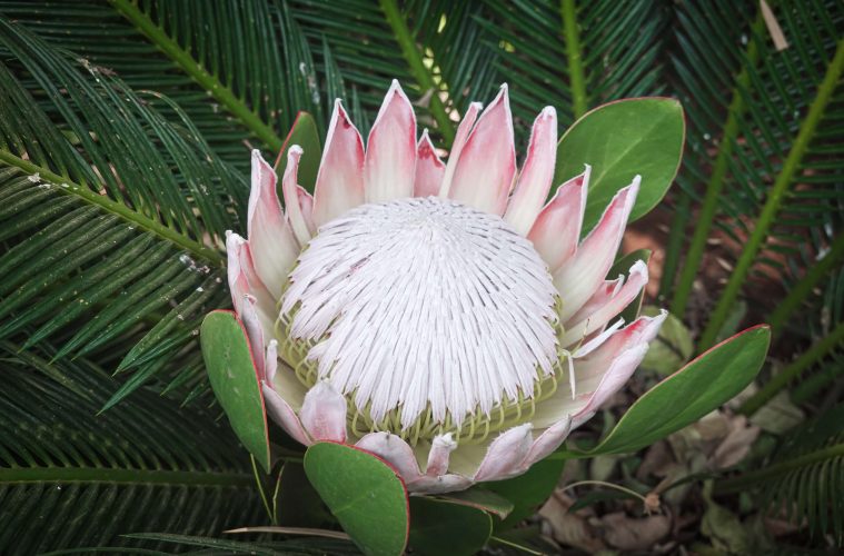 Flower of the month - Protea feature image (1)