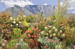 Fynbos Plants to grow at home