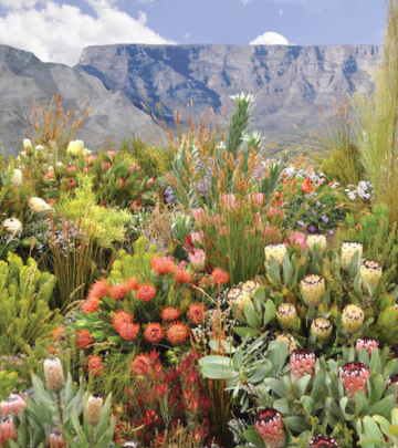 Fynbos Plants to grow at home