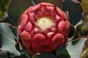 Giant Protea