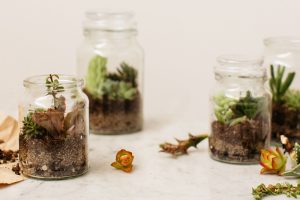 Glass jar terratiums 2