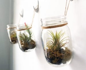 Glass jar terratiums
