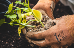 Grow indigenous trees